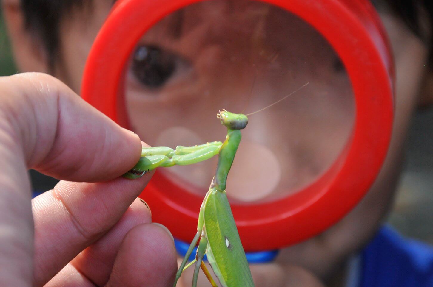 カマキリを子どもが見つめているようす