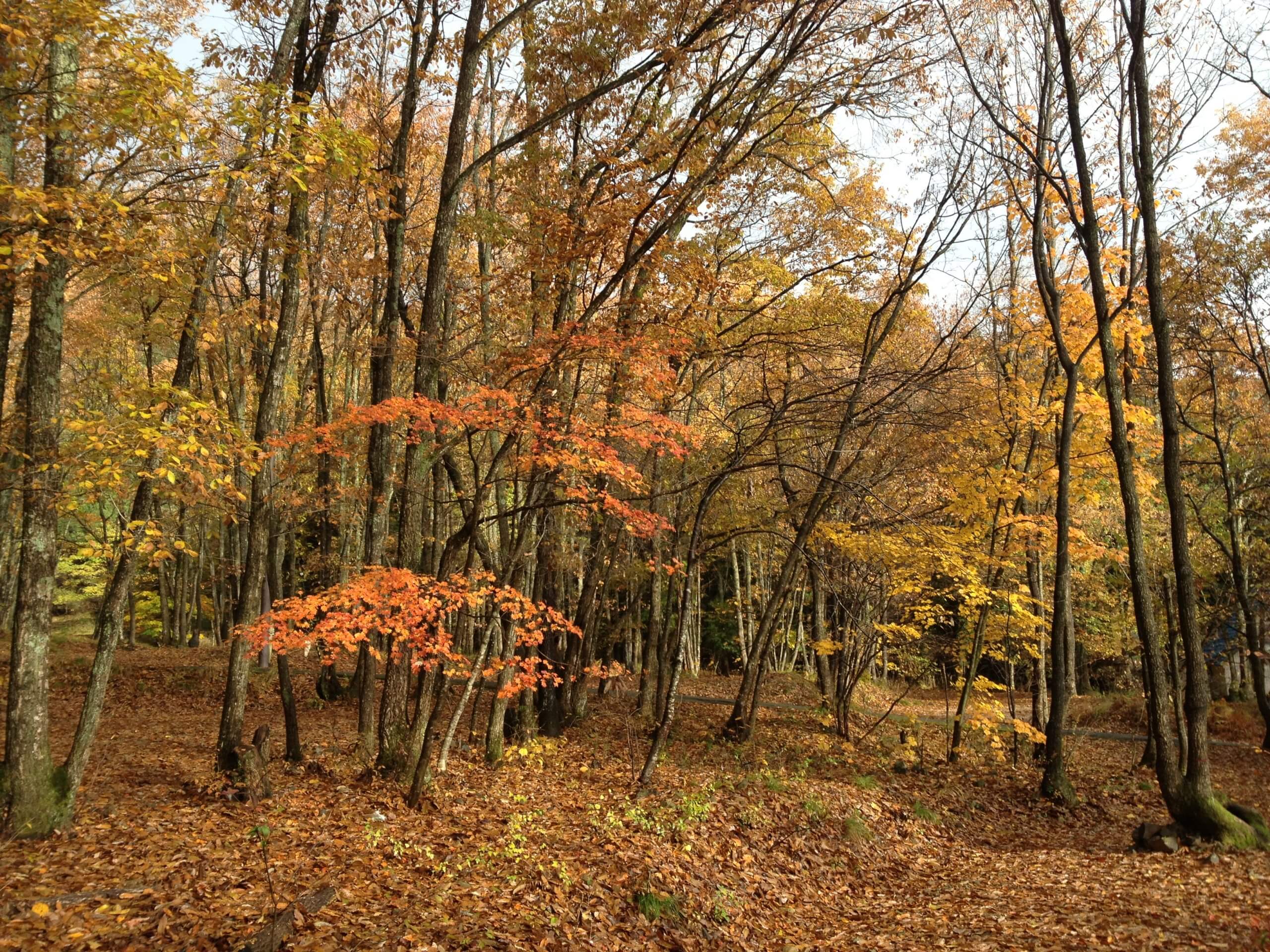 キャンプ場周辺の紅葉