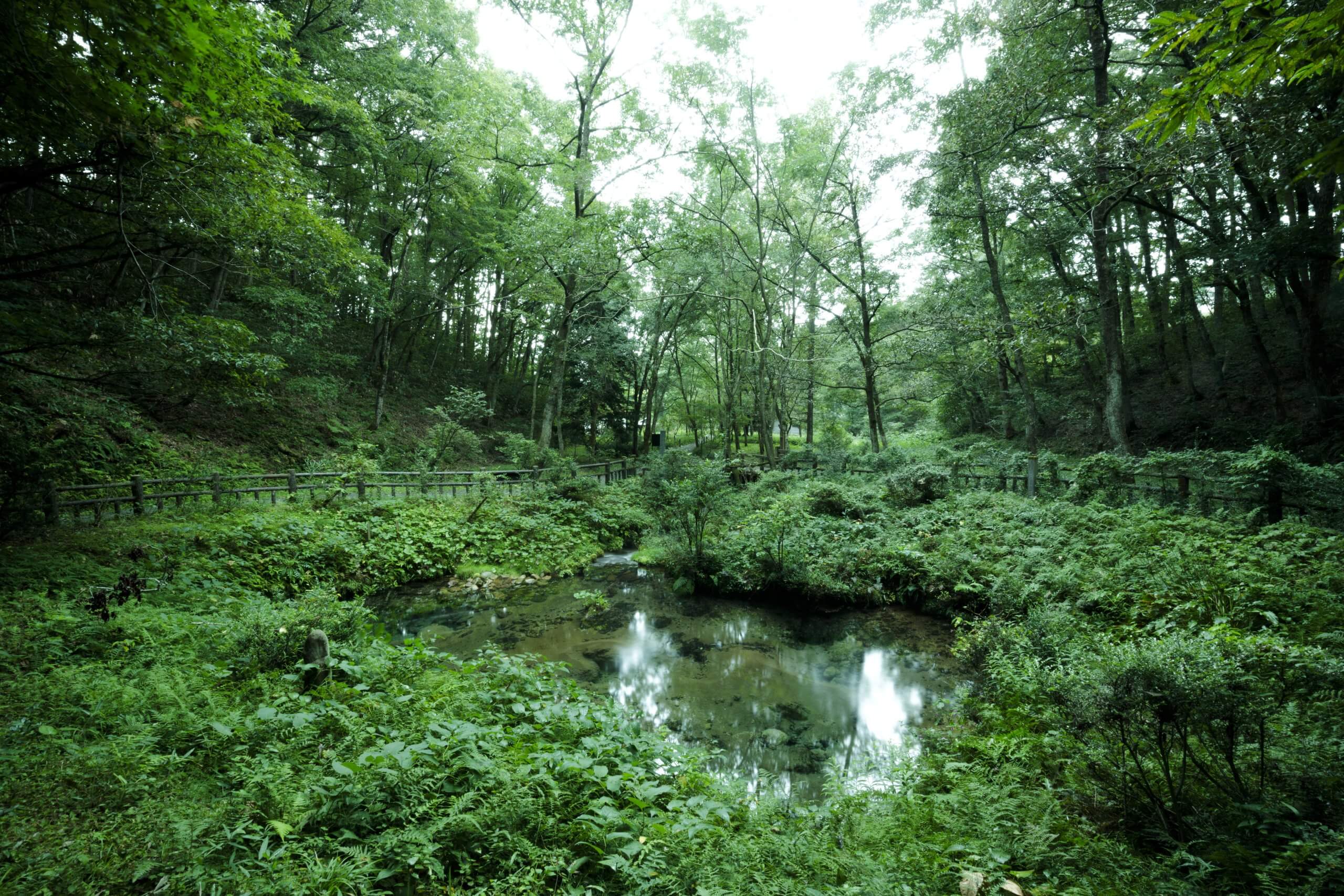 キャンプ場内に湧き出る冷泉