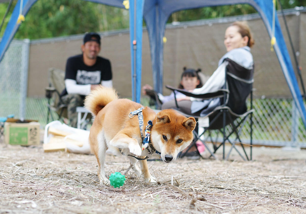 愛犬と楽しめるキャンプ