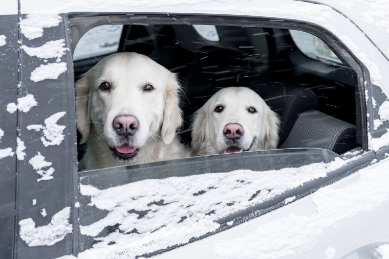 雪が付着しているクルマの後部座席の窓から、二匹の白い犬がこちらを見つめている