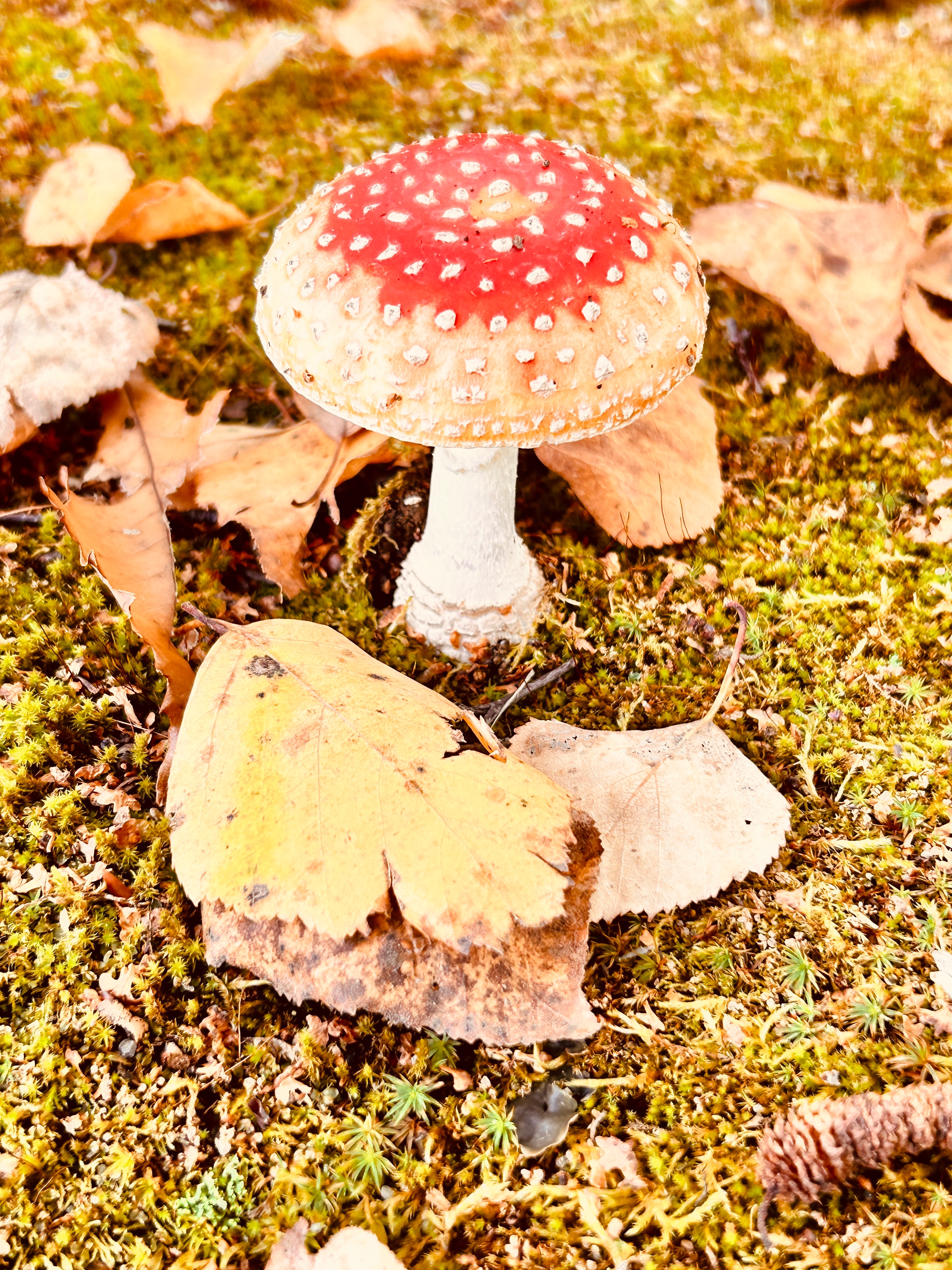 紅葉🍁見逃した　キノコ🍄あった