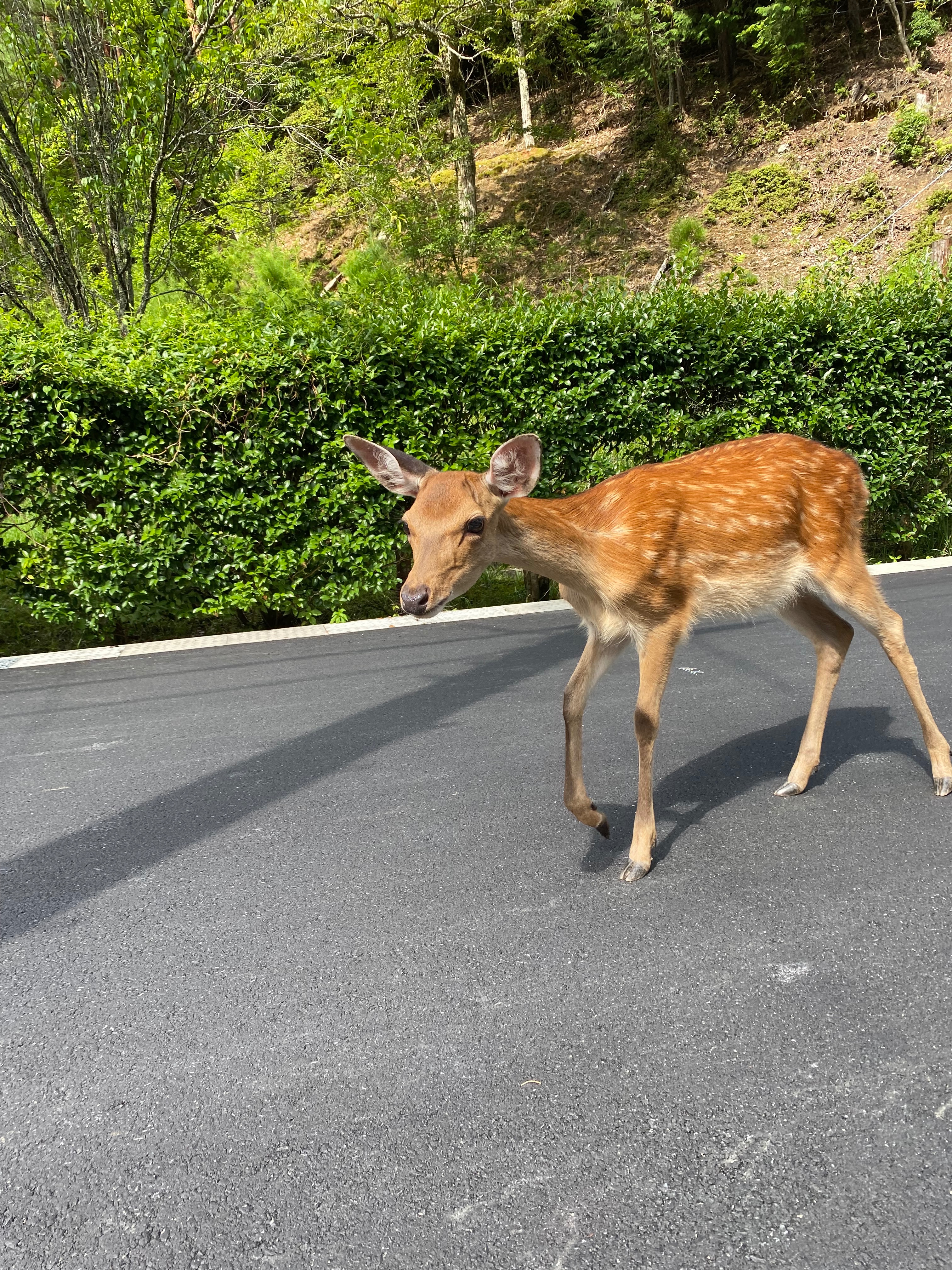 3歳記念キャンプデビュー