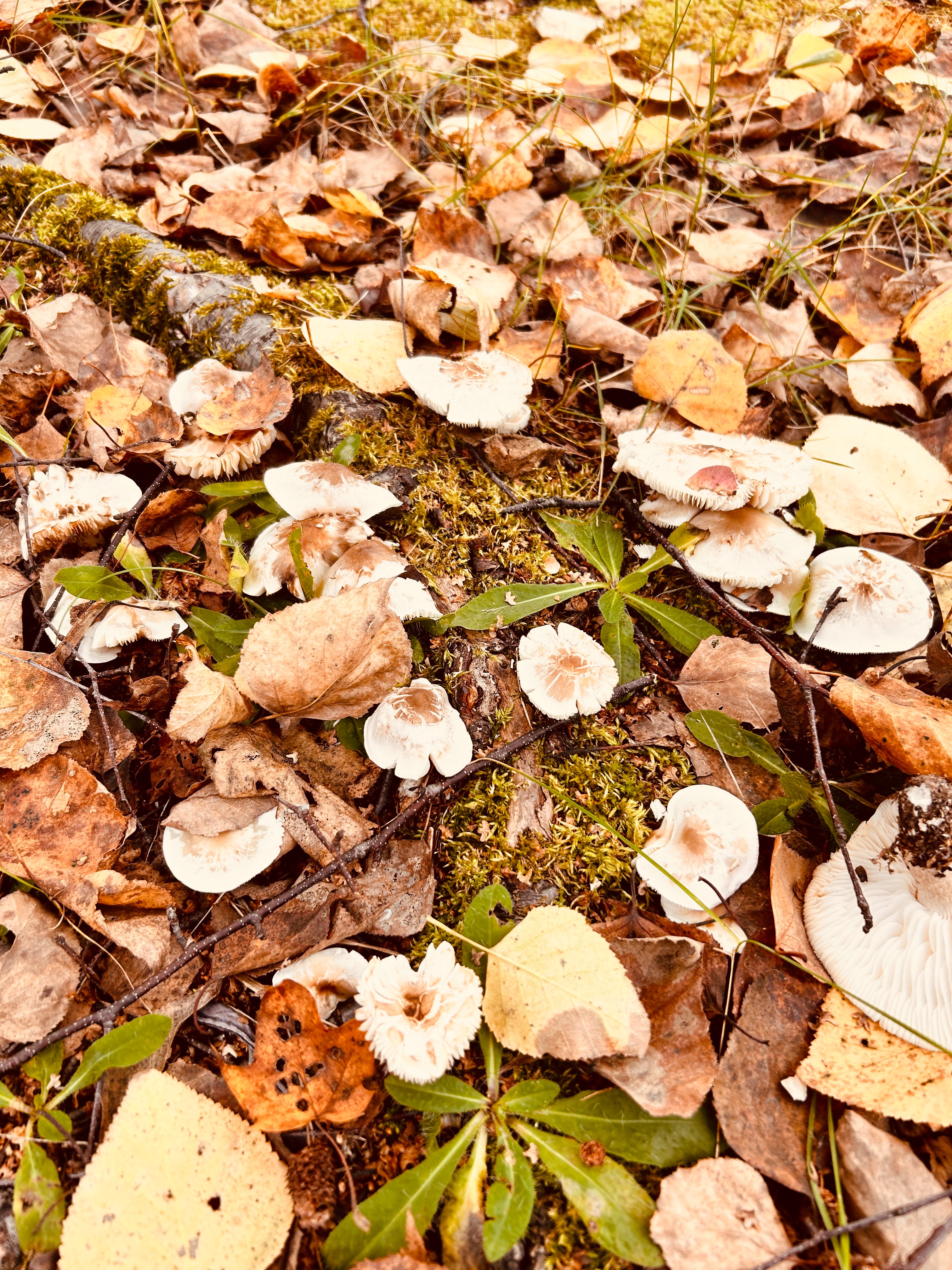 紅葉🍁見逃した　キノコ🍄あった