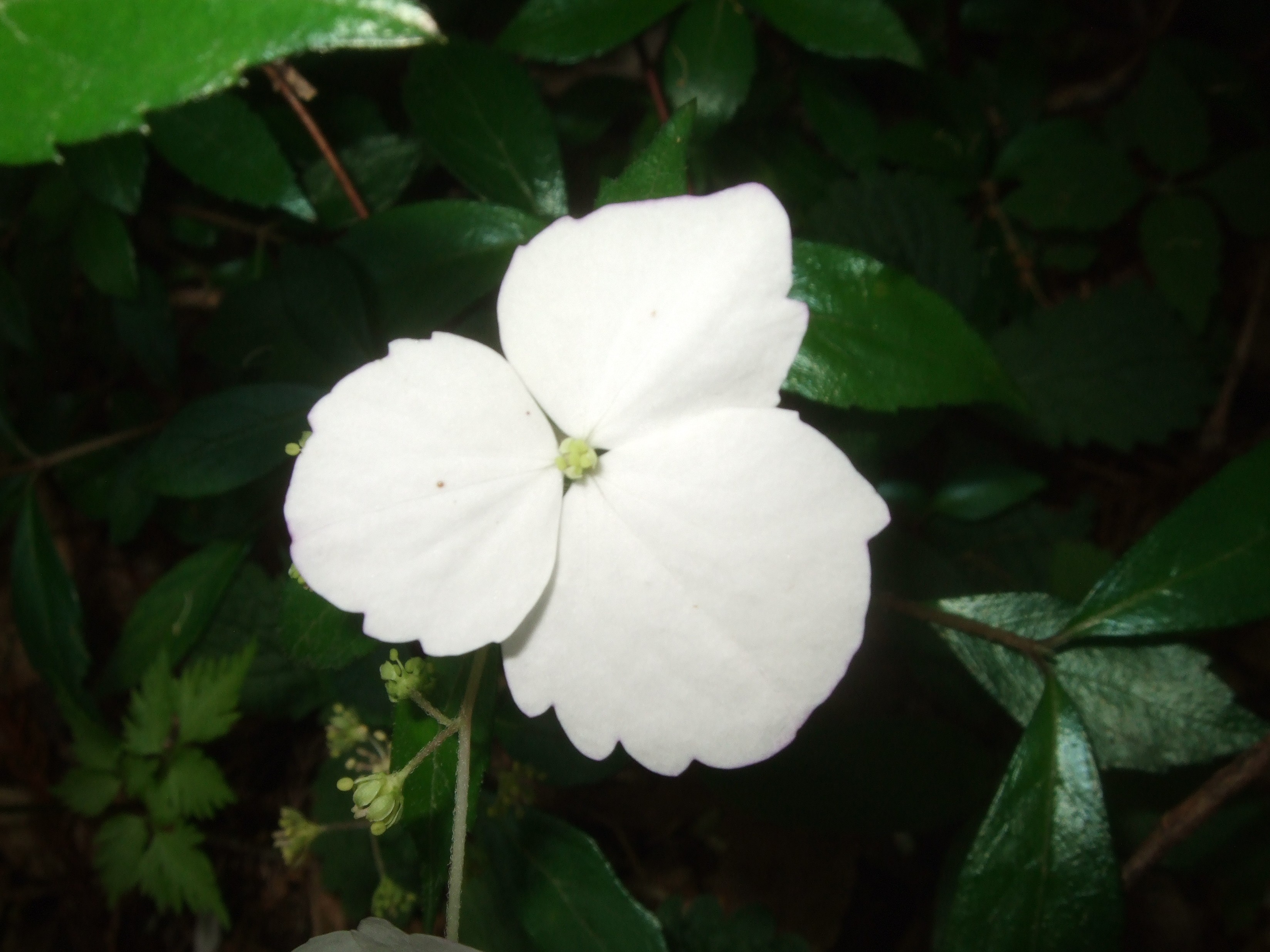 季節の花も色とりどり