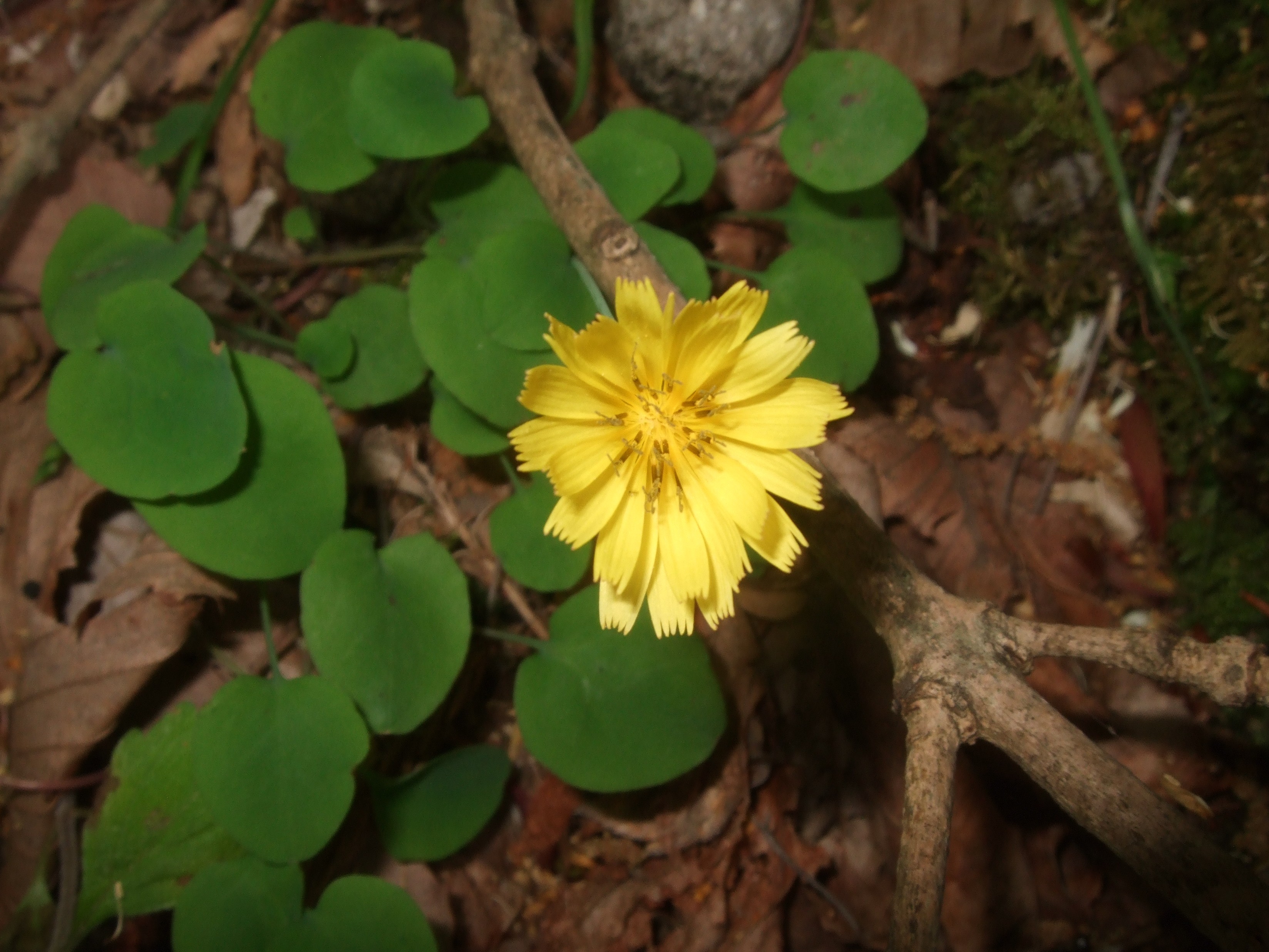 季節の花も色とりどり