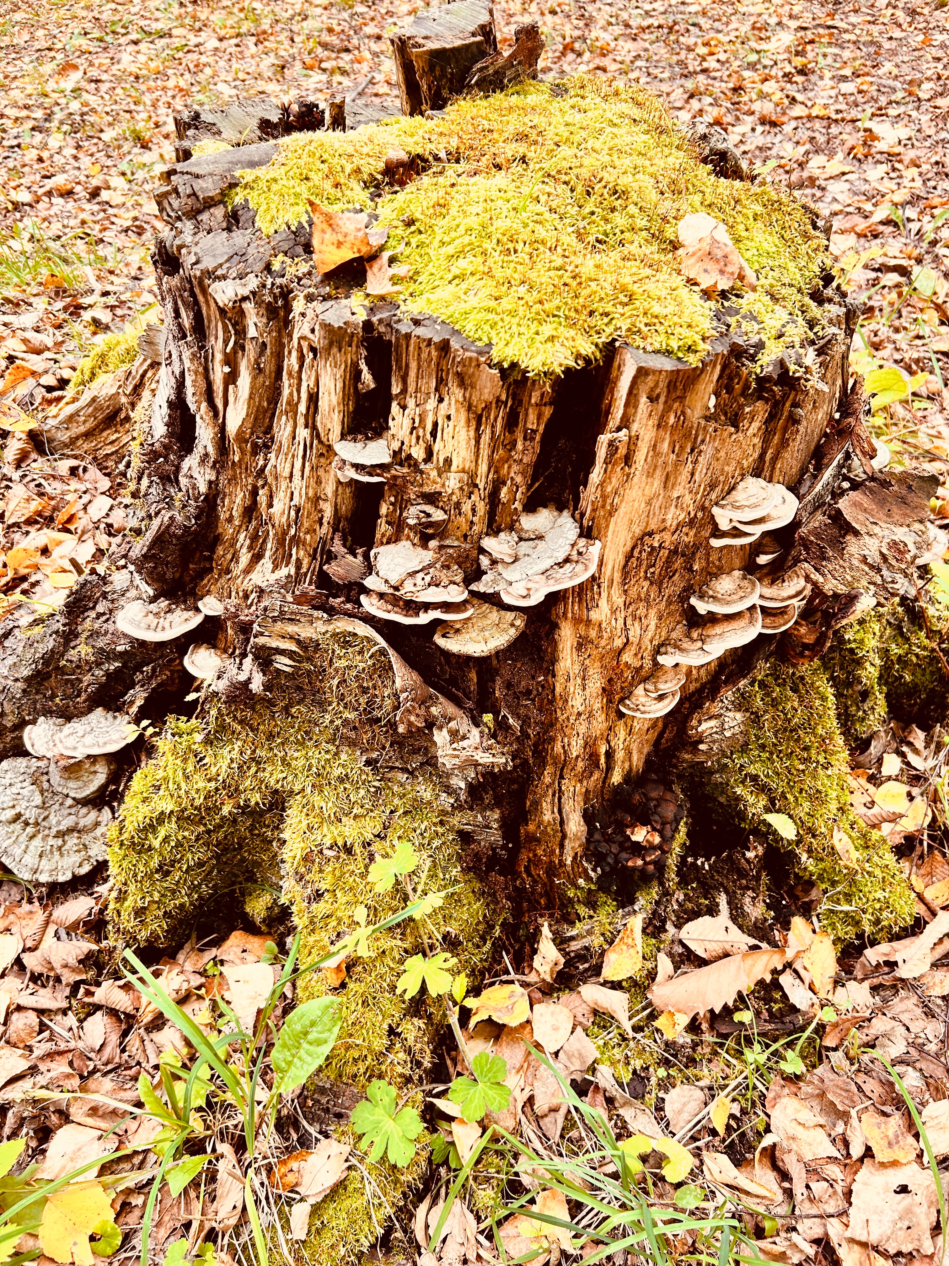 紅葉🍁見逃した　キノコ🍄あった