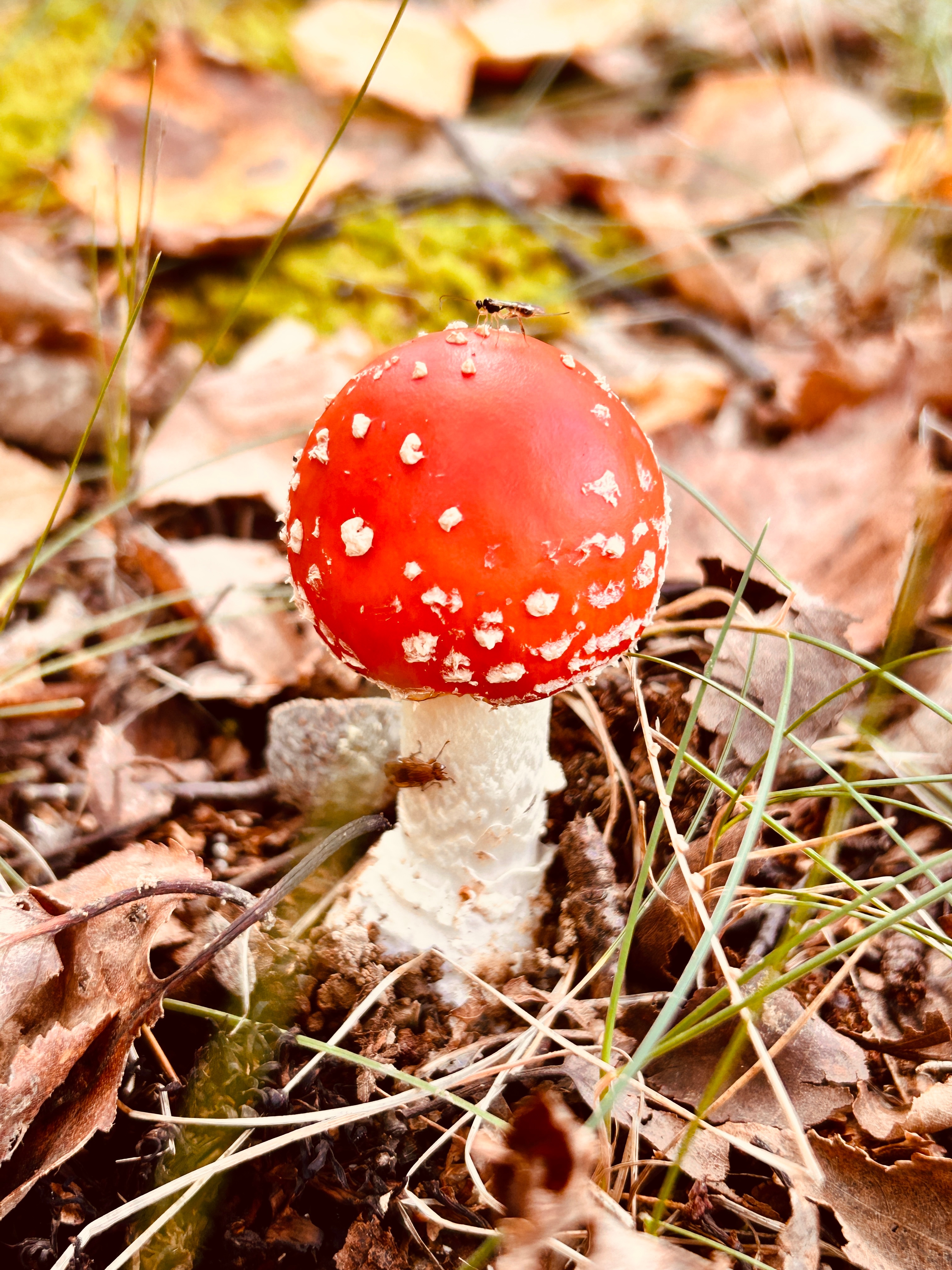 紅葉🍁見逃した　キノコ🍄あった