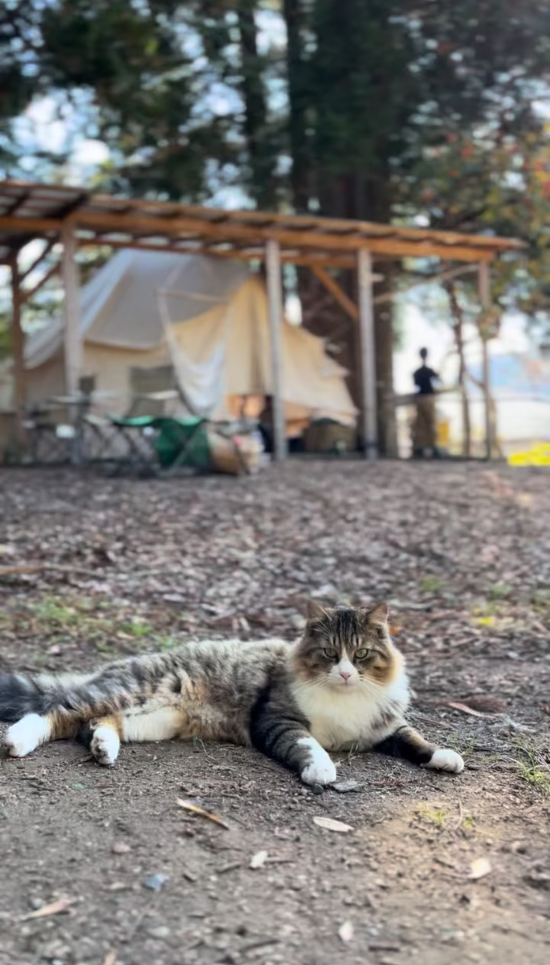 猫好きの楽園グランピング施設「和心村」