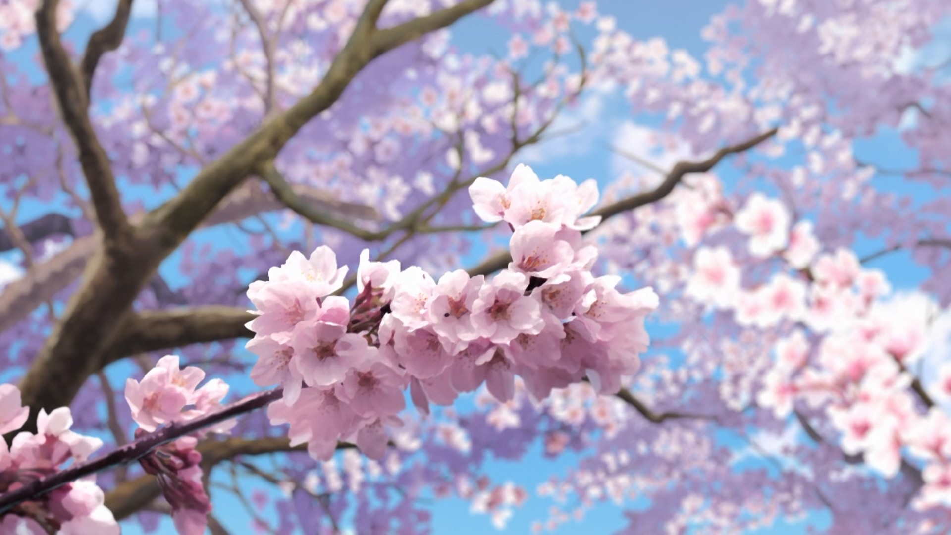 毎年恒例お花見ドライブ