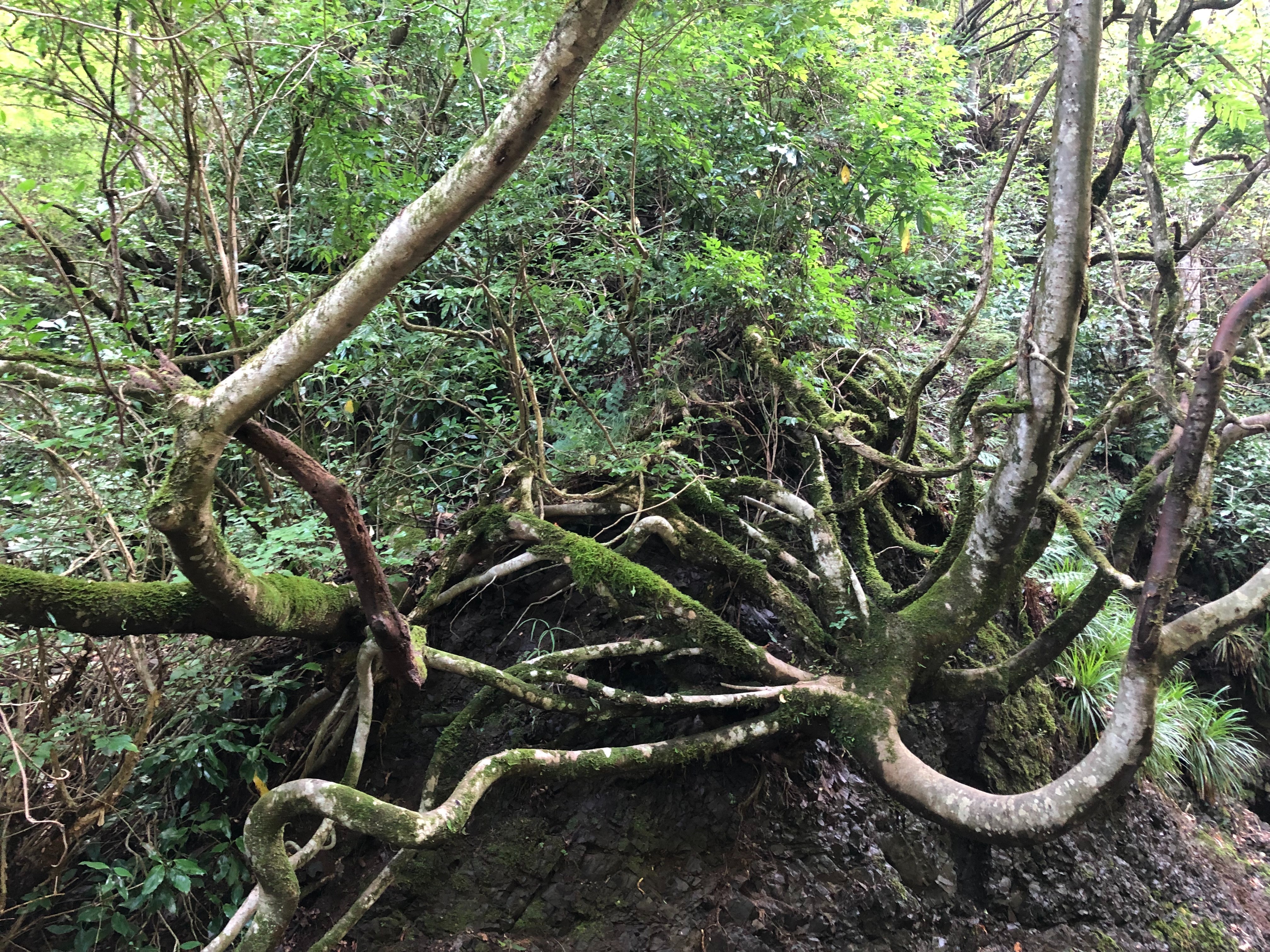 苔がもののけ姫の世界、大滝へ冒険