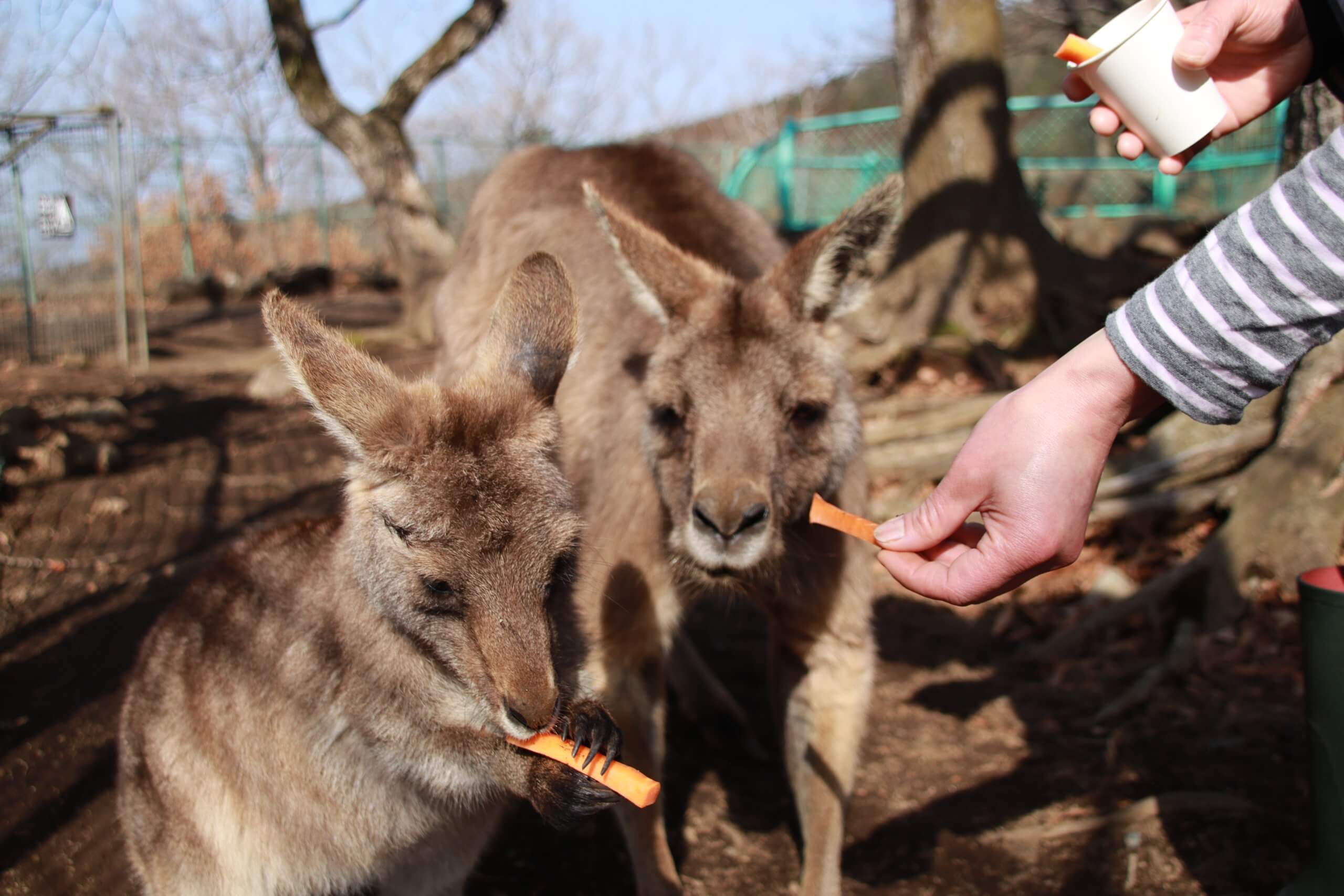 ワラビーとカンガルーにエサやりをするようす