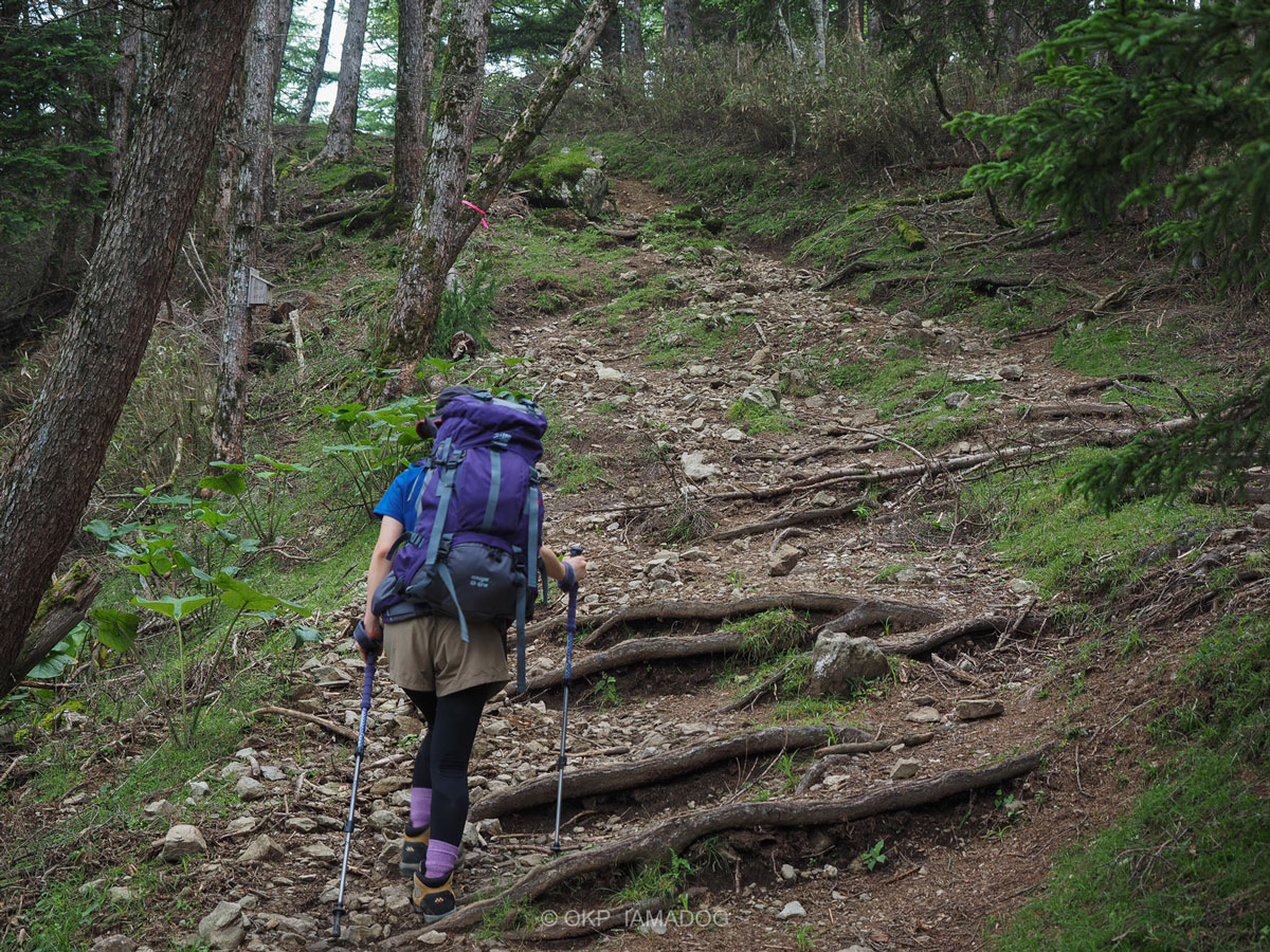 大きなバックパックを背負い、トレッキングポールを手に山道を登る人の後ろ姿の写真。