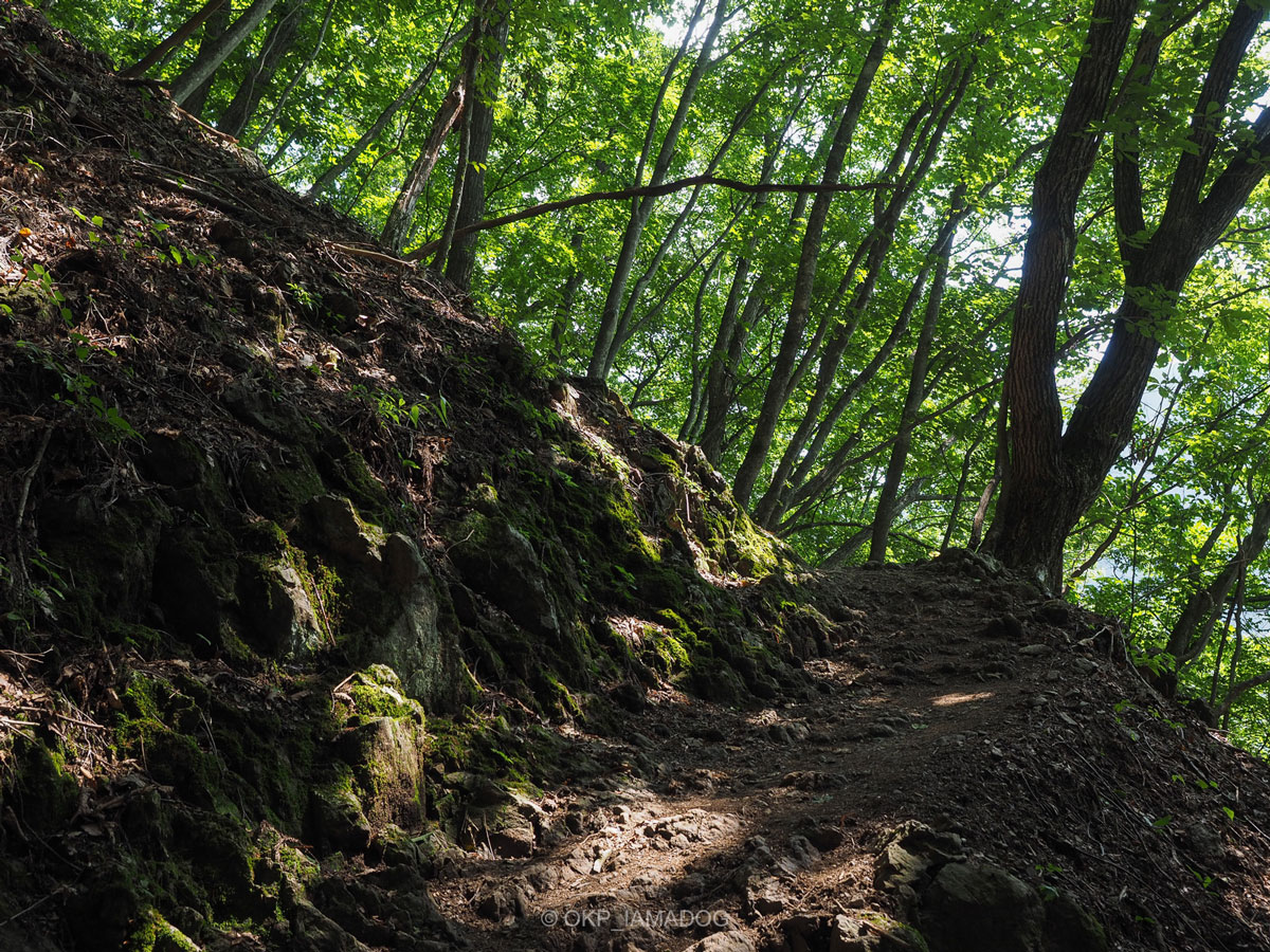 木々の緑が美しい登山道の写真。