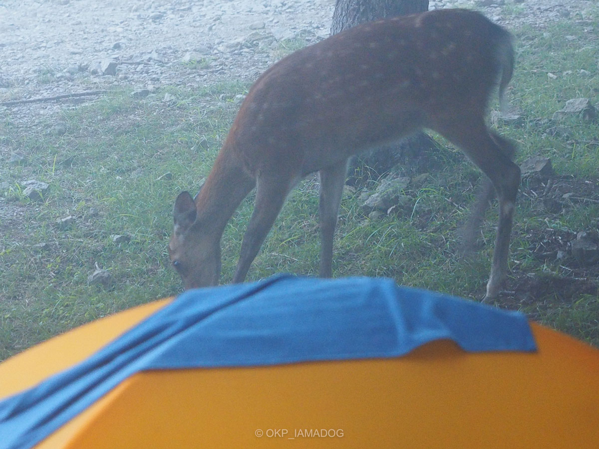 テントのすぐそばで草を食む子鹿の写真。