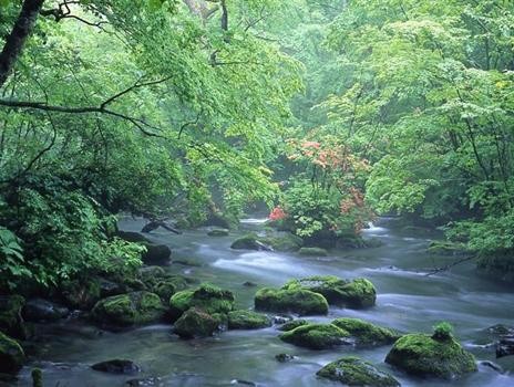 青々とした木々が生い茂る森の中を、苔むした岩の間を縫うようにして小川が流れている。