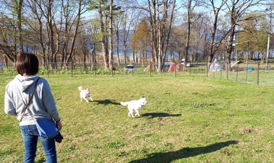 女性が広々とした芝生のドッグランで、白い犬2匹が楽しそうに遊んでいるのを見守っている。
