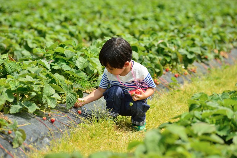 広いイチゴ畑で、小さな男の子がしゃがんで赤いイチゴを摘んでいる。