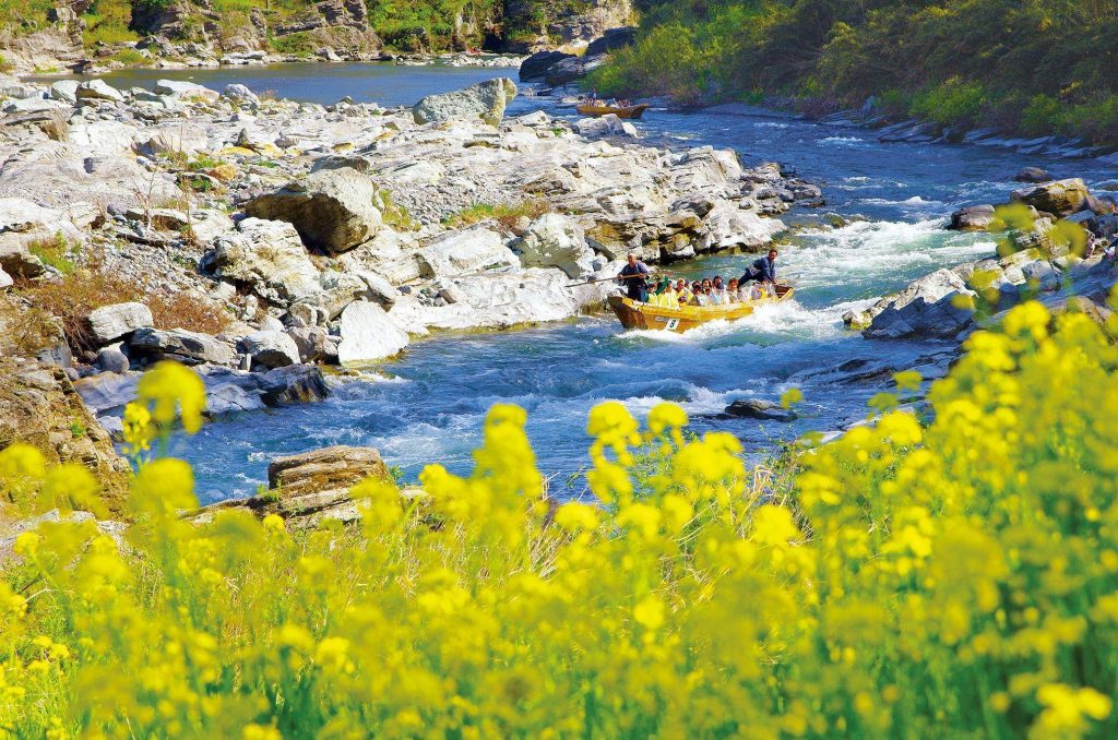 菜の花が咲き誇る川岸。岩場を流れ下る川を、遊覧船が航行している。