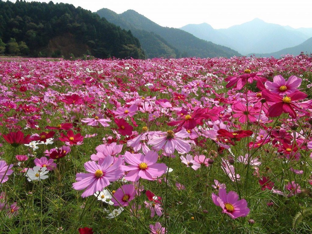 広大なコスモス畑が、遠くに見える山まで広がっている。
