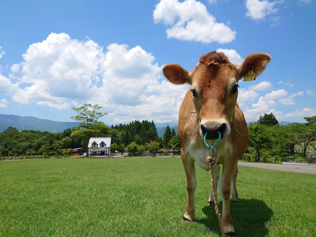 広い牧草地で、茶色い牛がカメラの方を向いて立っている。