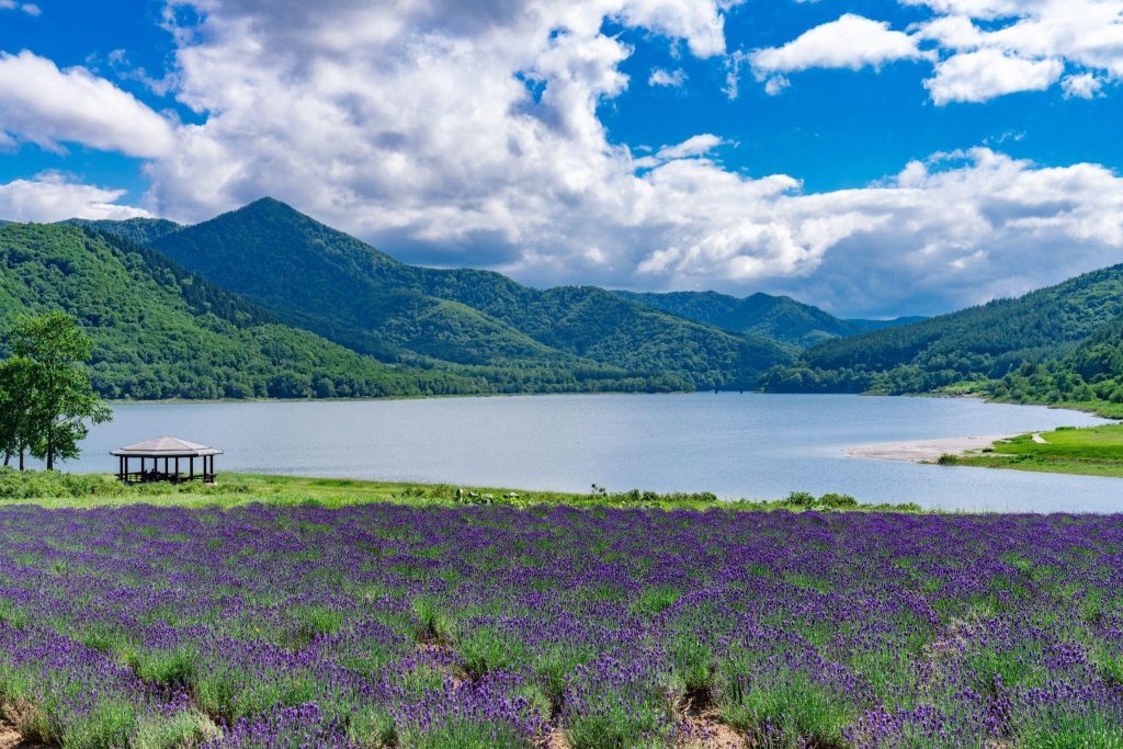 青い空の下、ラベンダー畑が広がり、遠くには湖と緑の山々が見える。