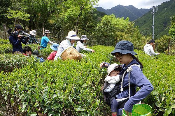 緑の山を背景に、茶畑で茶摘みをする人々。赤ちゃんを抱っこした女性が手前にいる。
