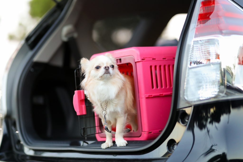 車の荷室に置かれたピンクのゲージ内にいるロングコートチワワ