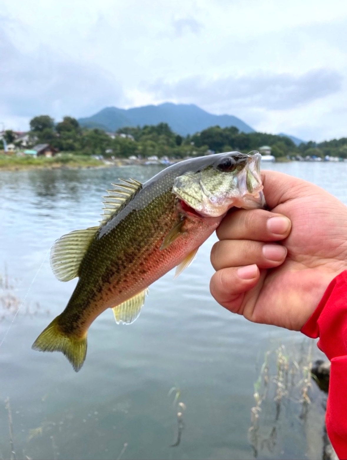 9月 山中湖と河口湖でバス釣りキャンプ。子連れ。犬連れ。