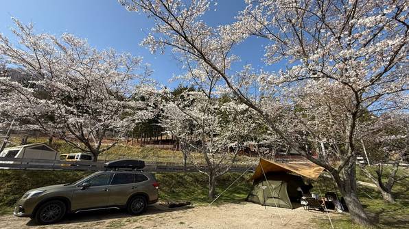 桜満開デイキャンプ