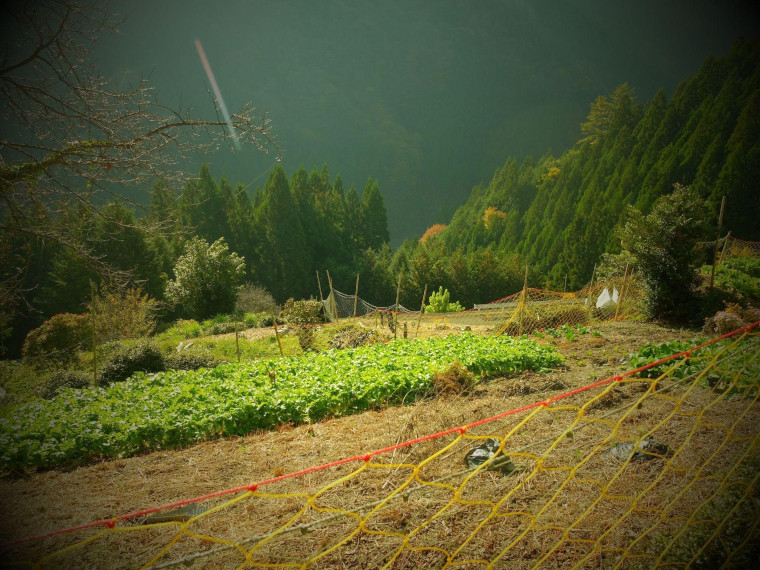 山間につくられた畑